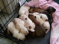 The puppies are currently being cared for at Angels & Outlaws 2nd Chance Bully Ranch in Hico (Credit: Angels & Outlaws)