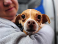 A Chihuahua (Photo: ROBYN BECK/AFP/Getty Images)