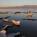 The Salton Sea, created accidentally when Colorado River floods overwhelmed flimsy dikes, fills crucial ecological niches in southeastern California but is becoming increasingly salty.