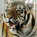 L.S.U.’s mascot, Mike the Tiger, at a 2007 game. Mike, who lives across the street from the football stadium, is a no-show this fall.