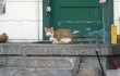 Dozens of abandoned cats still stay close to homes from which the people are gone.
