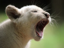 FRANCE-NATURE-ANIMALS-LION