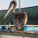 Judy Irving with Gigi, a rescued brown pelican.