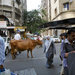 A cow stands among the shops in Kala Ghoda, a neighborhood in Mumbai that the government is hoping to transform into a Times Square-like tourist hub.