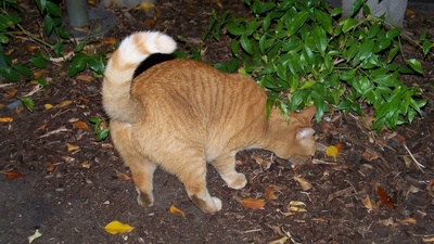 The Feral Cats of Disneyland