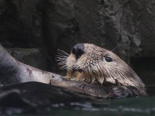 A Second Chance for a Brave Otter 