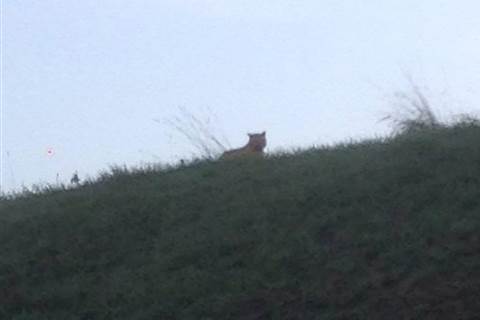 Tiger On the Loose in Montevrain Near Disneyland Paris