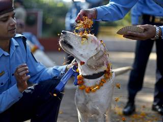 Feel the Love: Dogs Join Diwali Celebration