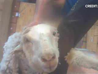 Activists Investigate US Sheep Farms