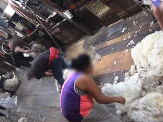 Activists Expose Underbelly of Australian Wool Trade