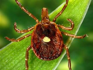 Bad Bite: Tick Can Trigger Meat Allergy, Doctors Say