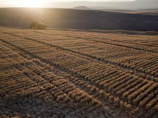 Monsanto to Pay Pacific Northwest Wheat Farmers Over Tainted Fields
