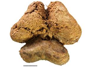 Mummy Mammoth's Brain Best Preserved Specimen Ever, Researchers Say