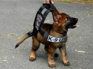Adorable Puppy Wears Boston Police Department Bulletproof Vest