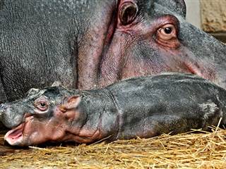Los Angeles Zoo Welcomes Baby Hippo Born to Mom on Birth Control