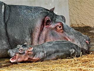 Los Angeles Zoo Sees First Hippo Birth in 26 Years