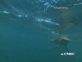 Hammerhead shark stalks kayakers in Flordia