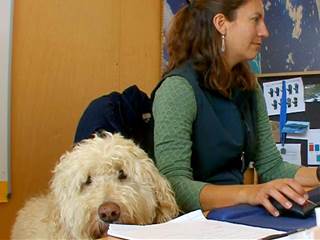 Company to Staff: Bring Your Dog to Work (Every) Day