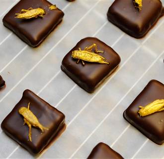 Image: Gold-coated crickets sit on chocolates 