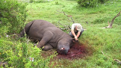 Meet the Radical Veterinarians Who Want to Dehorn Rhinos Before Poachers Can