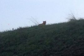 This photo provided by the town council of Montebrain, east of Paris, Thursday, Nov.13, 2014 shows what is described as a tiger. French authorities say a young tiger is on the loose near Disneyland Paris, one of Europe's top tourist destinations, and have urged residents in three towns to stay indoors.