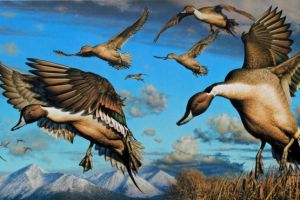 Pintail in flight, masterpiece of dabbling ducks -- split in half to create 2009 Alaska and Oregon Duck Stamp