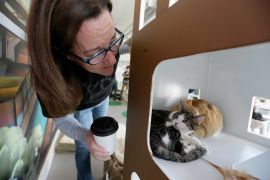 In this photo taken Thursday, Nov. 6, 2014, Dawn Piper moves in to take a closer look at a pair of cats in a tower at the Cat Town Cafe in Oakland, Calif. Pouncing on similar cafe concepts in Asia & Europe, the cafe has become America's first permanent feline-friendly coffee shop. Cafe customers pay to pet cute kitties while sipping on tea or expresso drinks. It allows customers, who may not be able to have cats in their own homes, to enjoy the benefits of furry friends for short times without the responsibility. The animals come from a partnership with a local animal shelter and are also available for adoption.