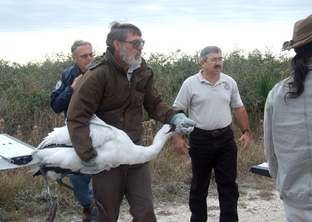 Tom Stehn, the Aransas National Wildlife Refuge's Whooping Crane Coordinator, carries an emaciated crane to treatment.