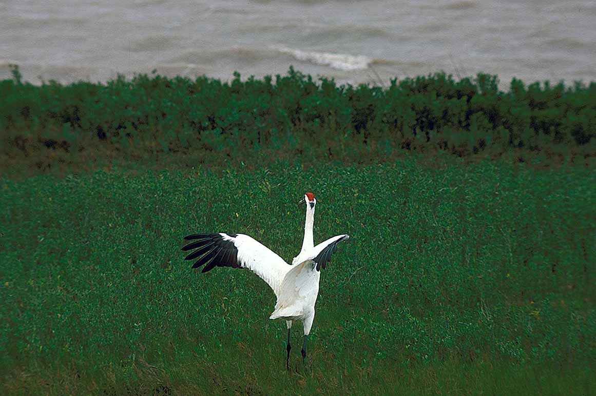 Whooping Crane