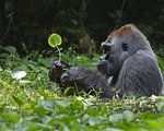 Simply Beautiful: Photographs from National Geographic