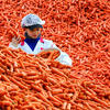 An employee at a frozen foods company in eastern Germany checks carrots for quality.