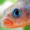 A male stickleback in full mating color.