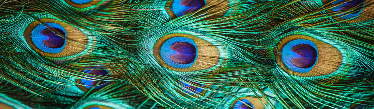Peacock Featured Image