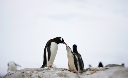 Resting penguin chicks