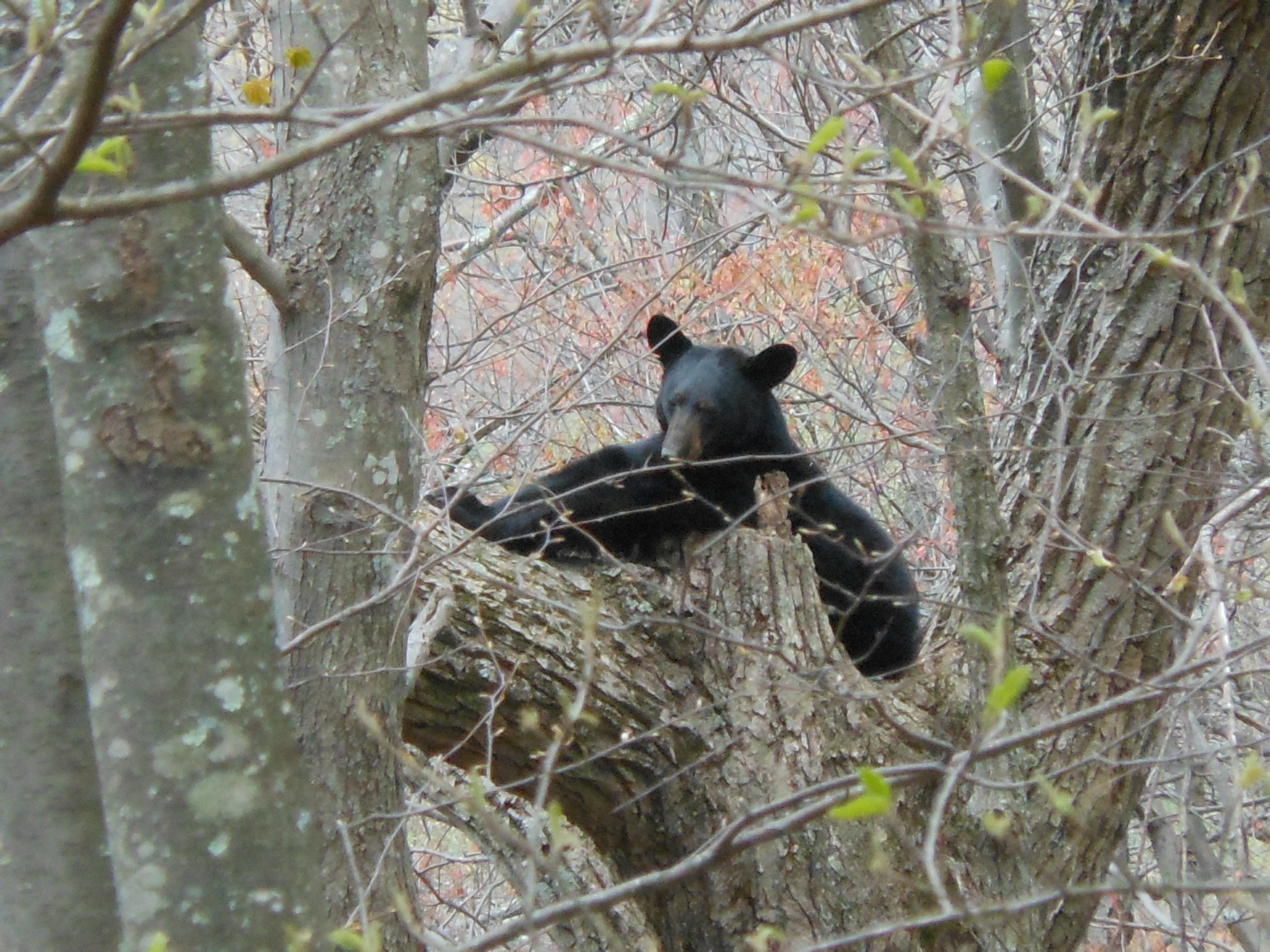 Black Bear