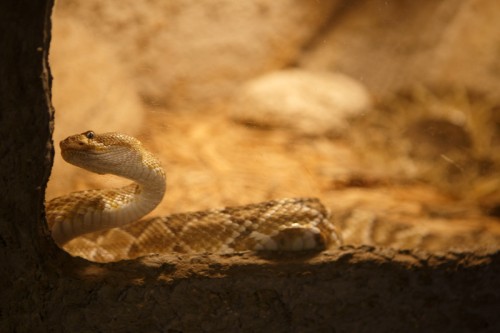Rattlers & Reptiles. Credit: KRTS/Ryan Kailath