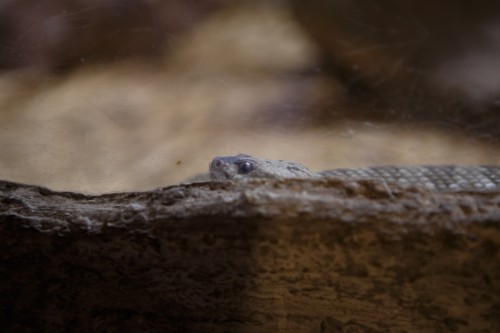 Rattlers & Reptiles. Credit: KRTS/Ryan Kailath