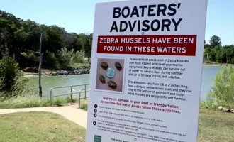 Video: Zebra Mussels Invade Lake Waco
