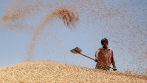 A labourer shovels wheat grain at a wholesale grain market on the outskirts of Amritsar May 13, 2013. REUTERS/Munish Sharma/Files