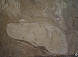 Prehistoric Footprints 'Quite Extraordinary' 
