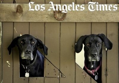 L.A. Scenes - Dogs