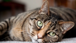   A woman in the Netherlands contracted an unusual bacterial infection that may have come from one of her pet cats, according to a new report of her case