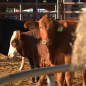 Data indicates continued strong consumer demand for beef, both domestically and for exports. (Texas A&M AgriLife Extension Service photo by Blair Fannin)