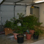 If possible, bring container plants indoors or into a garage during freezing temperatures, Texas A&M AgriLife Extension Service horticulturists say. (Texas A&M AgriLife Extension Service photo by Bill Watson)