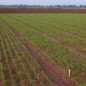 Recently planted wheat in Texas A&M AgriLife Extension Service trials near College Station showed good emergence and stands. (Texas A&M AgriLife Extension Service photo by Dr. Clark Neely)