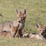 Teresa Gubbins: White Rock Lake seminar teaches Dallas how to get along with coyotes