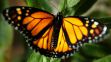 A monarch butterfly alights on a milkweed.(SUSANA GONZALEZ/AFP/Getty Images)