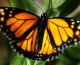 A monarch butterfly alights on a milkweed.(SUSANA GONZALEZ/AFP/Getty Images)