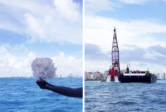 Coral Morphologic Races to Save Corals From Deep Dredge