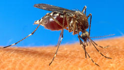 Dallas County Reports 4th Case of Chikungunya